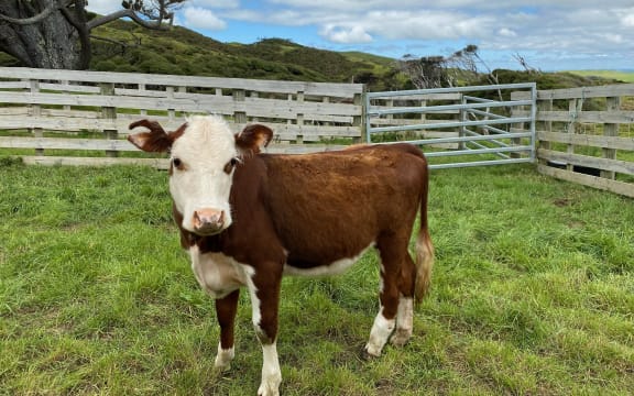 A lone calf stares at the camera with blue skies and slopping West Coast hills behind him.