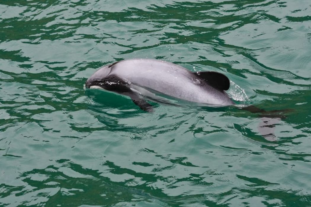 A Hector's dolphin in New Zealand waters.