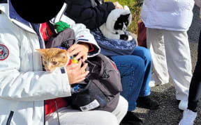 Department of Conservation staff found Aucklanders carrying pet cats up Mt Taranaki in backpacks.
