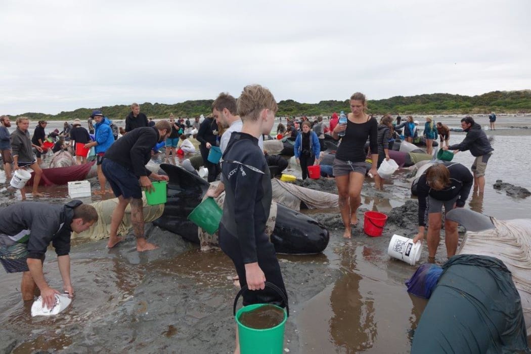 More than 500 volunteers have been helping since the whales stranded on Farewell Spit overnight on Thursday.