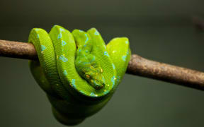 green snake. snake. generic