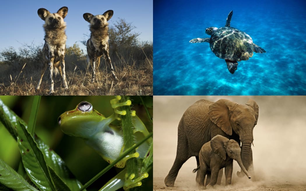 The Amazon frog, African elephant, turtles and African wild dogs are all at risk of extinction as global temperatures rise.