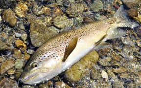 NZ brown trout