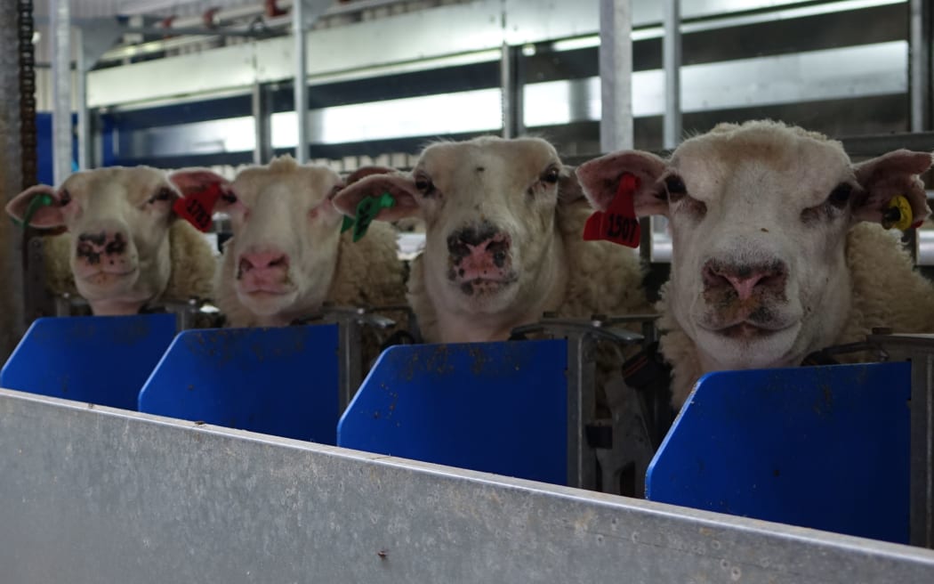 Ewes, part of a sheep-milking venture, are fed supplements that are like chocolate to them.
