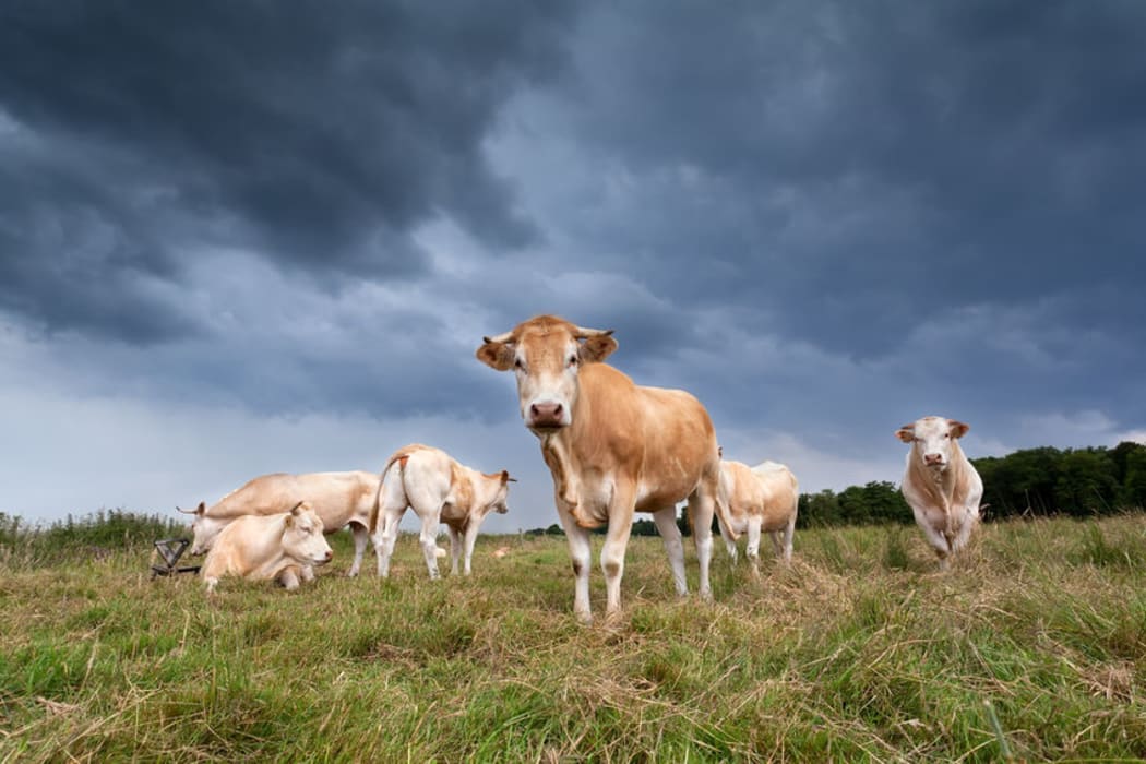 Cows beneath a storm cloud