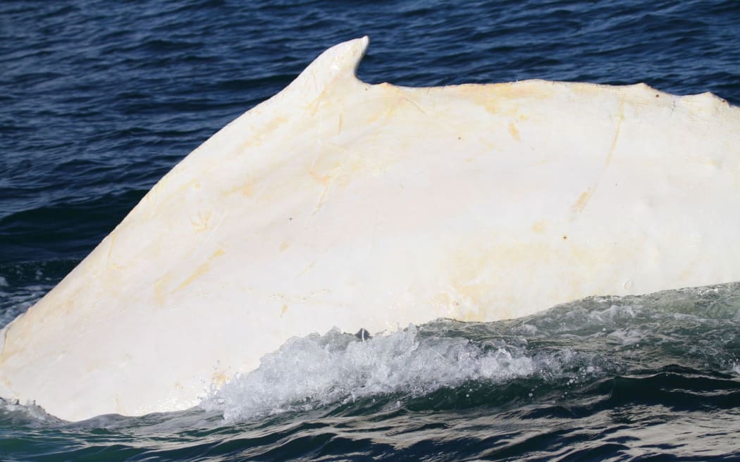 White Whale dorsal fin