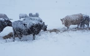 Cattle in snow near Waiouru.