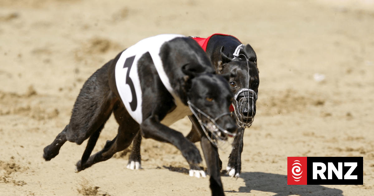 353 Greyhound racing dogs killed, died from illness or were euthanised ...