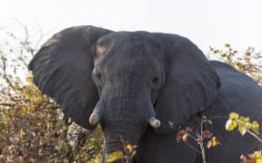 File photo of an African elephant (Loxodonta africana), Khwai Concession, Okavango Delta, Botswana.