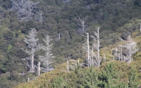 Poisoned wilding pines in Queen Charlotte Sound