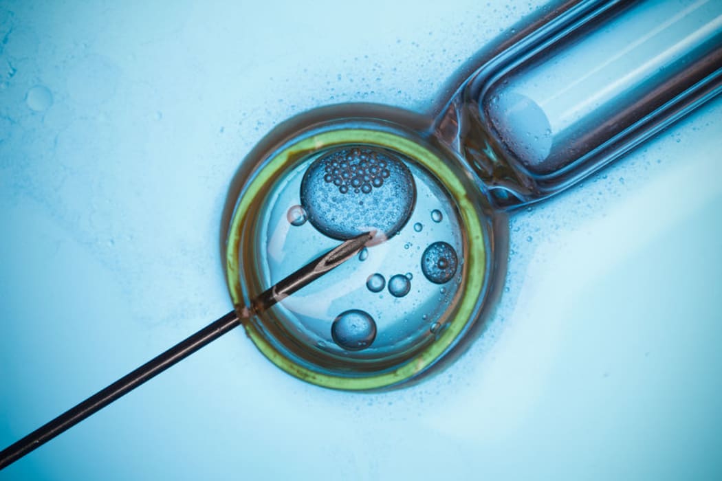 A macro photo showing in vitro fertilisation.
