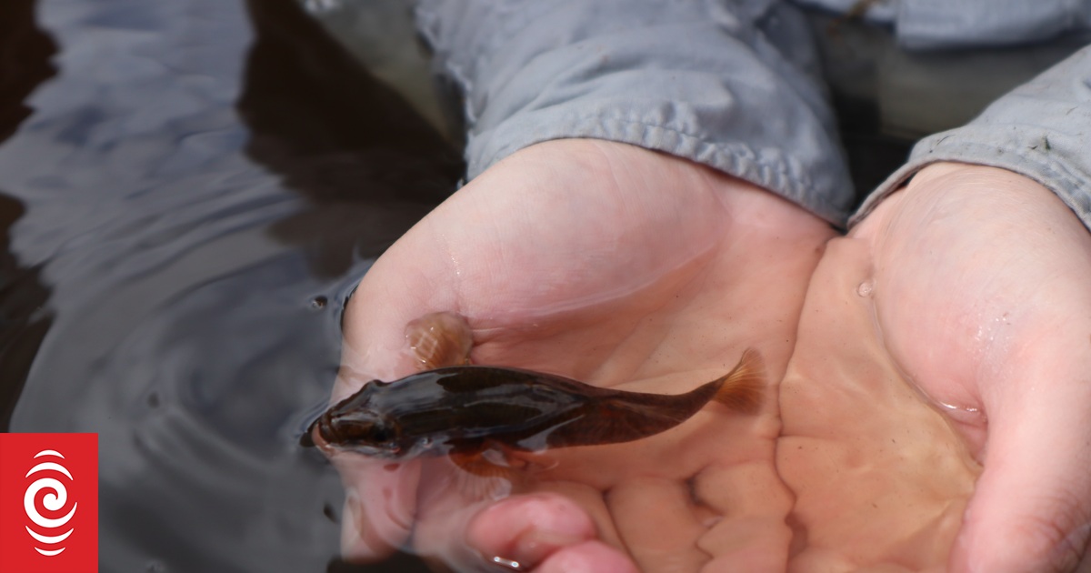 More than 100 toitoi fish moved to Zealandia to replenish ecosystem