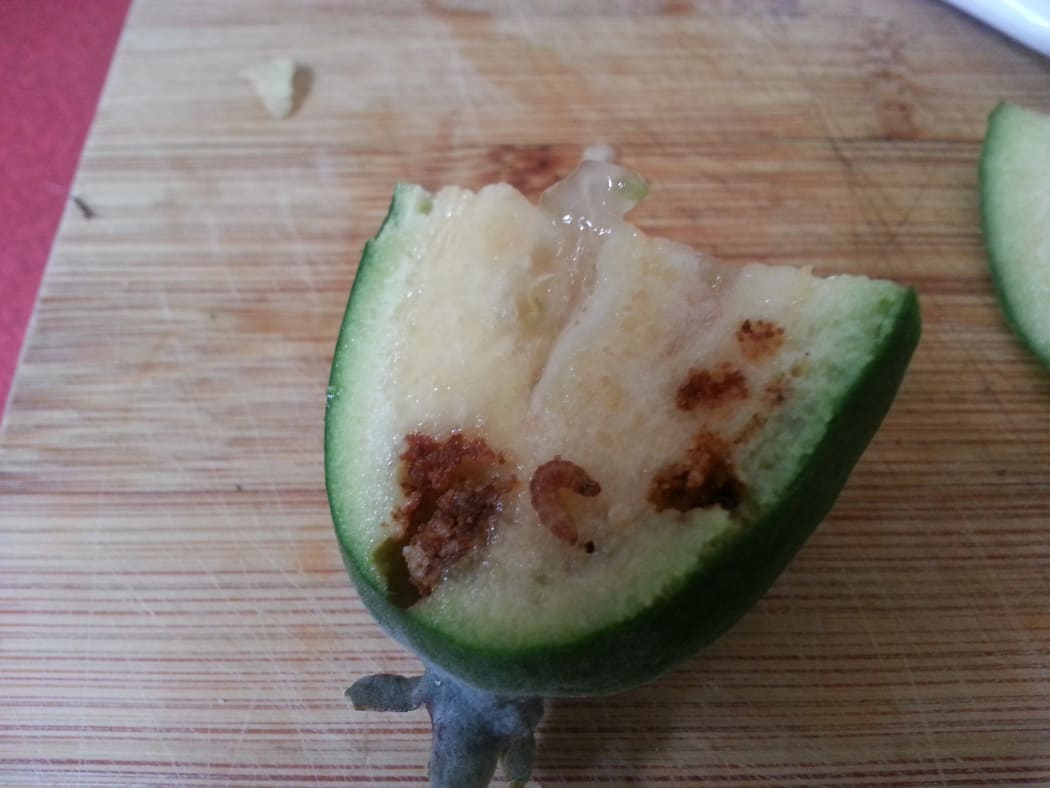 A feijoa grown in Devonport in Auckland which has been affected by guava moth larva.