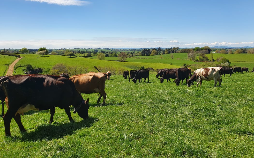 تقضي تقنية الرسن على الأسوار وتمكن المزارعين من إدارة علف الماشية بشكل أكثر دقة.