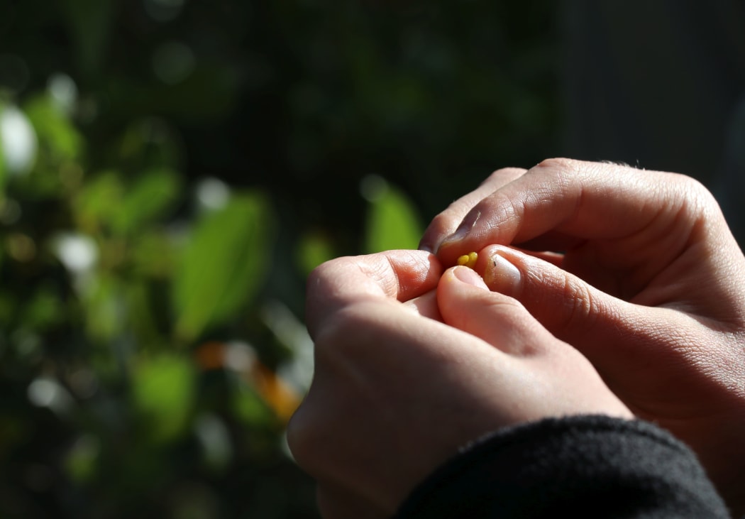 Mistletoe seeds held in fingertips.