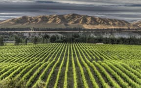 Vineyard with mid-summer growth on grape vines, Awatere Valley near Seddon, Marlborough, New Zealand.