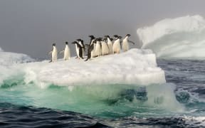 Adelie Penguin (Pygoscelis adeliae) group on an iceberg in the mist, Weddell Sea, Antarctica.