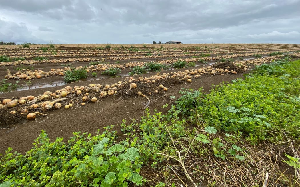 Onions that had been left out to dry in the fields were strewn across paddocks and roads by the floodwaters and storm.
