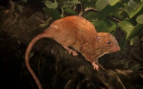 An artist's illustration of the newly-discovered giant rat, Uromys vika.