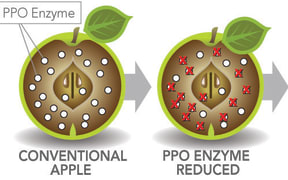 Genetically engineered apple that won't brown.