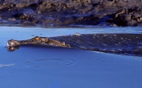 A saltwater crocodile in Kakadu National Park, Northern Territory.