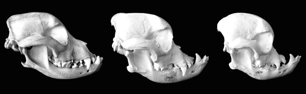 Bulldog Skulls over time becoming increasingly deformed due to selective breeding