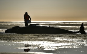 Golden Bay whale stranding February 2017
