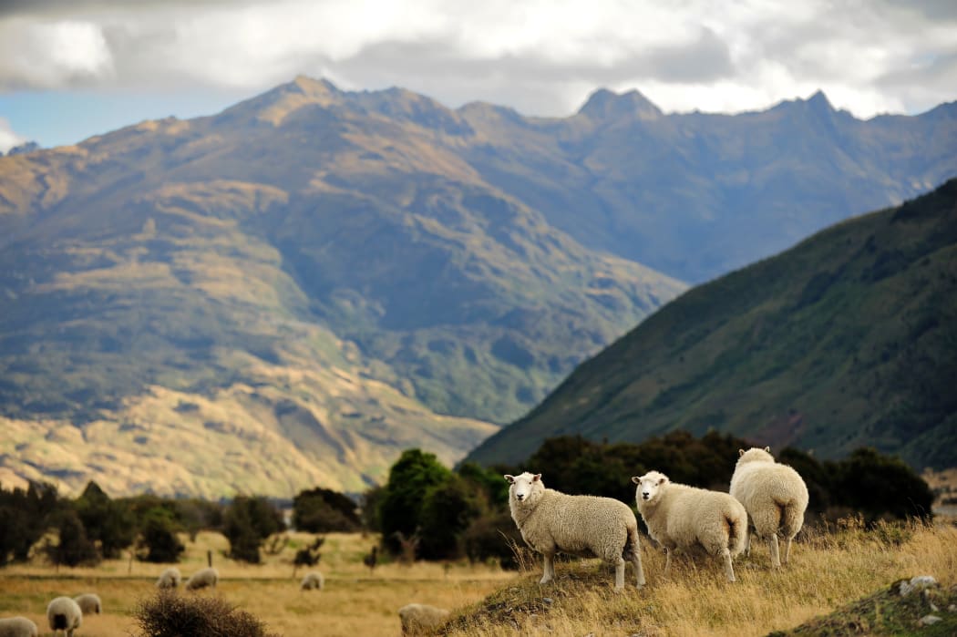 More sheep with facial eczema amid prolonged Autumn conditions RNZ News