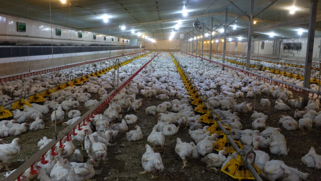 Plans for country's biggest chicken farm plucked by OIO RNZ News