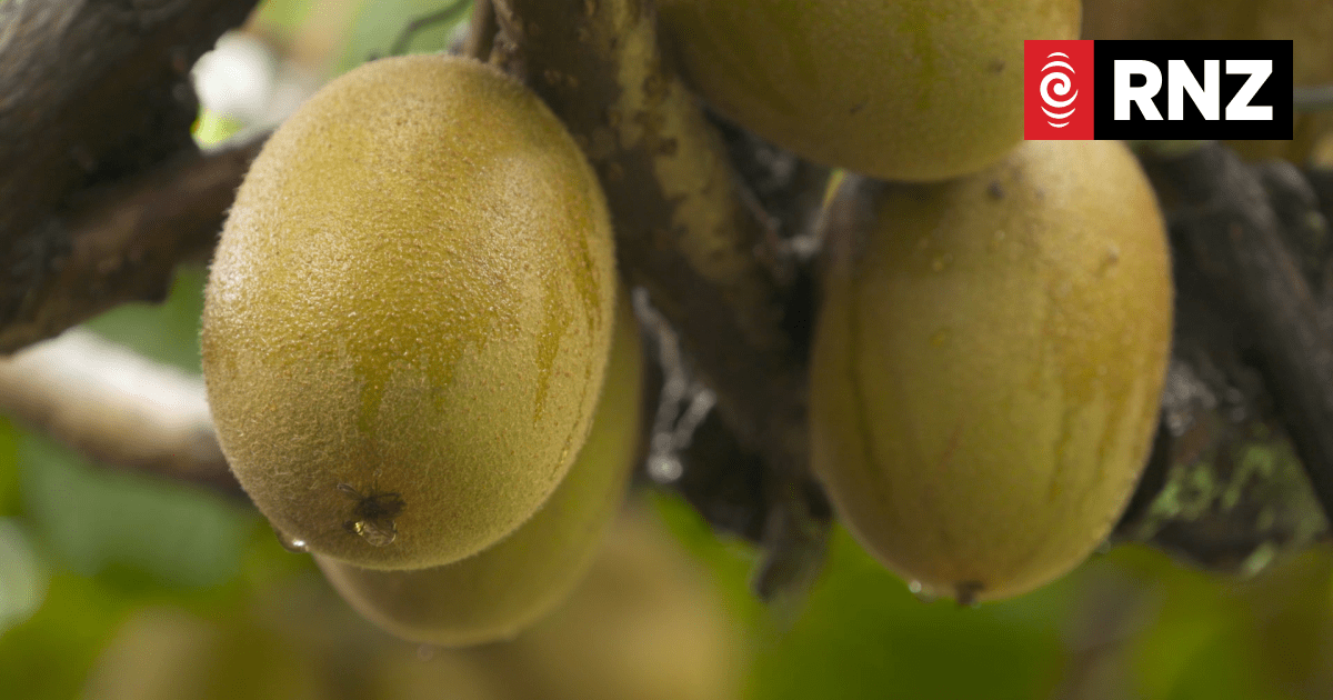 Kiwifruit crop yield lower than expected this season due to adverse weather - Vimarsana News