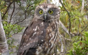 The morepork, or ruru, is our only surviving native owl.