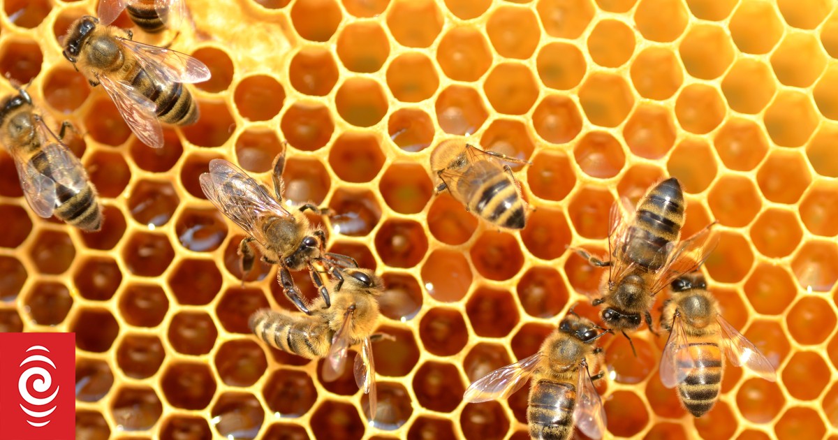 Bees can smell trouble, study finds RNZ News