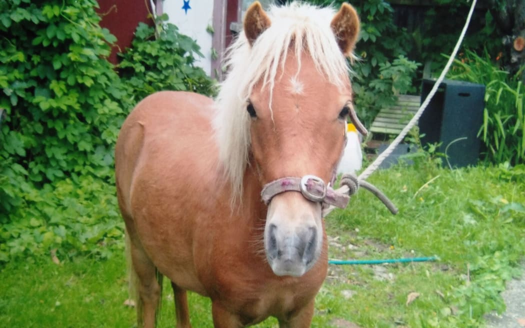Miniature horse Star was stabbed in Otago