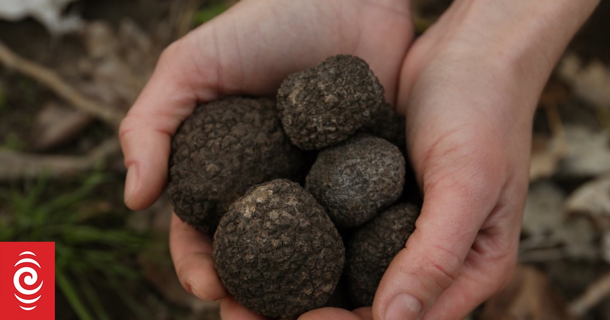 Truffles rotting as wet weather hampers harvest efforts - Vimarsana News