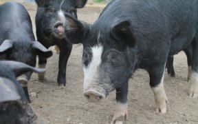 Pigs at Woody's Farm