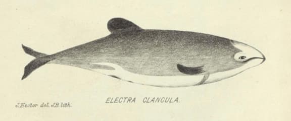 An early scientific drawing of a Hector's dolphin, by James Hector, published in 1873. He proposed they be called Electra clancula, but species were later renamed after him.