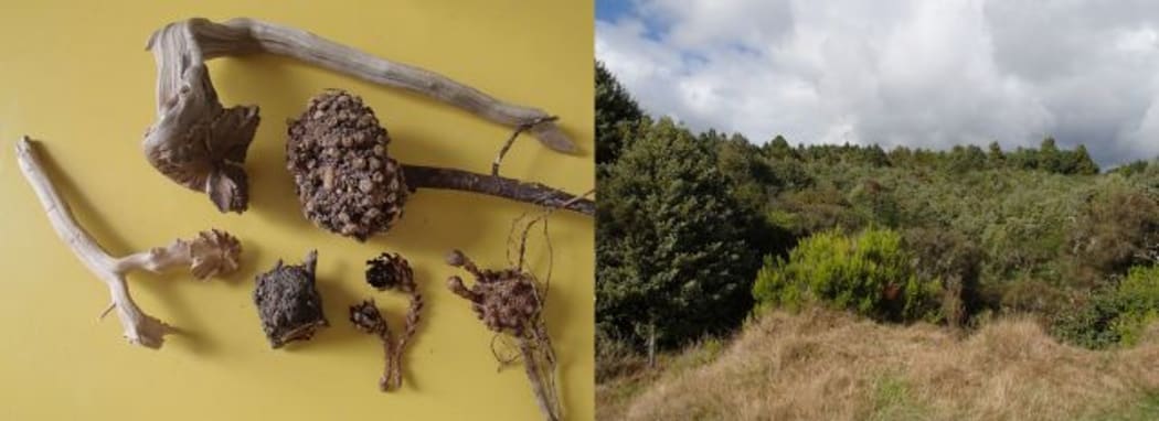 There are several wood roses pictured at left, as well as dead warty Dactylanthus tubers. Dactylanthus thrives in regenerating transition forest (at right), not in tall climax forest.