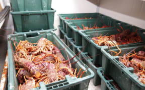 300 kg of crayfish waiting in the fridge at Takahanga marae for the hundreds of locals and stranded tourists tomorrow.