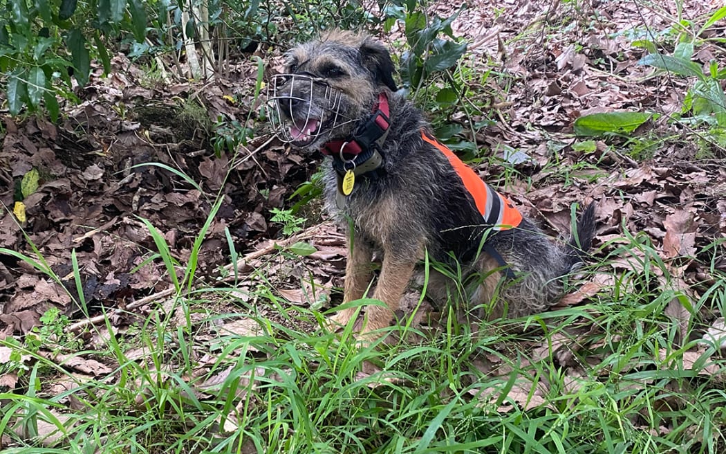 Abby is the only certified rabbit detector dog in the country.