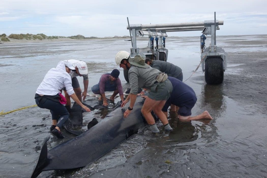 whale lifter - golden bay whale stranding February 2017