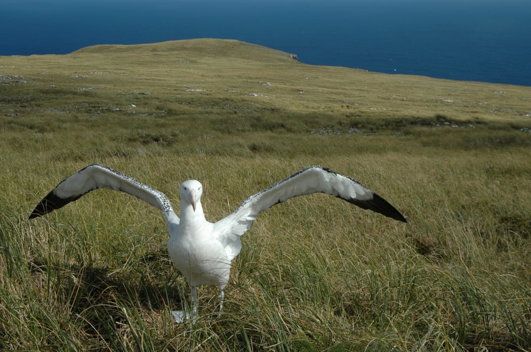 Antipodean albatross