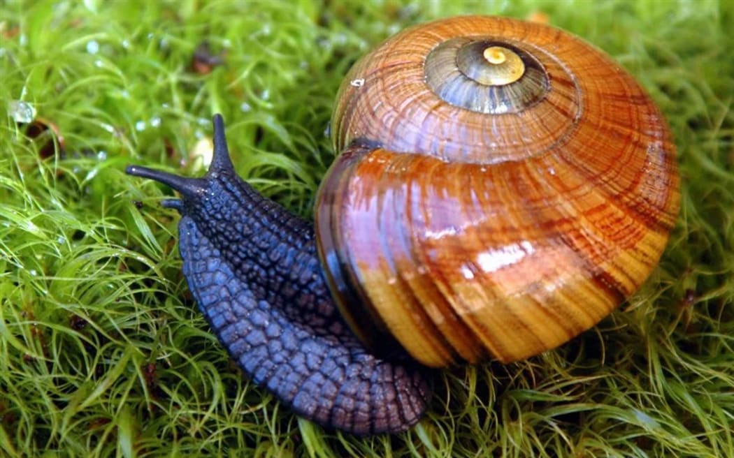 Threatened giant snails expected to thrive in sanctuary's soils RNZ News