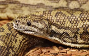 carpet python