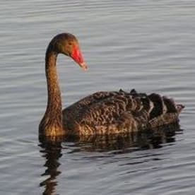 Photo for Black swan