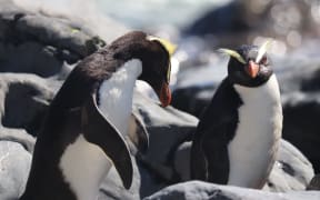 Two tawaki penguins.