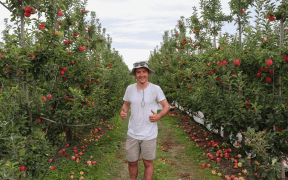 RNZ Hawke's Bay reporter Tom Kitchin working as an apple picker.