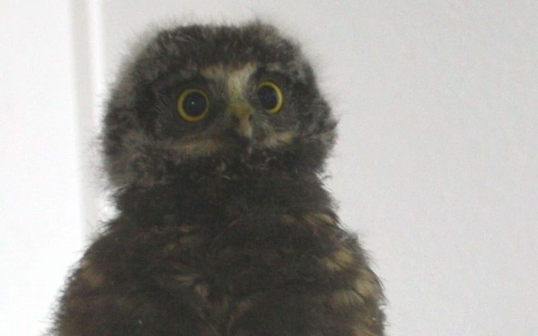 Police found the young morepork on a street in Chartwell, Hamilton.