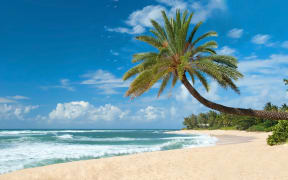 Pacific islands, palm tree, beach