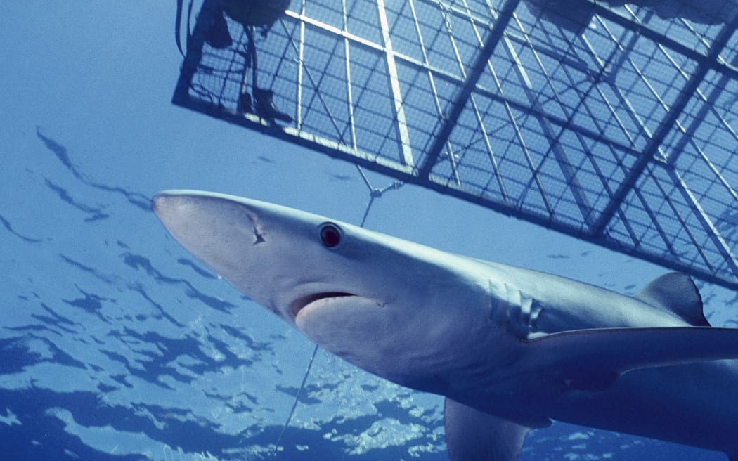 Blue Shark (Prionace glauca) an open ocean predator, swimming near diver in cage, California.