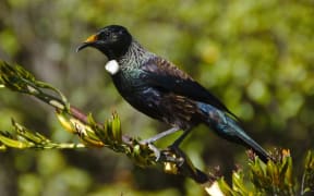 It is not known how lead is getting into the tui's food chain.
